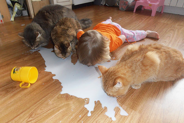 Cats Drinking Milk