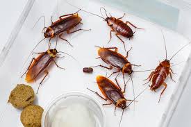 Cara Mudah Hilangkan Bau Lipas Di Dapur Atau Almari Pakaian Anda Cara Mudah Hilangkan Bau Lipas Di Dapur Atau Almari Pakaian Anda Pamapedia